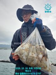 여전히 잘 나오는중!! 쭈꾸미의 번식능력이 경이로울 정도! 사진