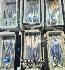 18일,내만갈치 담배갑사이즈에 대물 참돔까지,매일출항(화~예약가능)