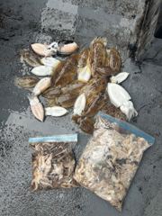10/19 남당항 태연호 쭈꾸미 조황