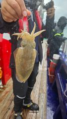 ♥️여수 야수호♥️ 왕 쭈꾸미 18일 일요일 조황..~