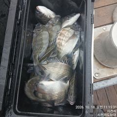7시간전 [사천] (사천저도좌대&펜션)10월19일 저도좌대 조황