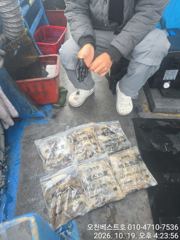 [쭈꾸미·갑오징어조황] 10/19일 오천 베스트호 갑오징어 쭈꾸미 조황