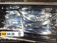 기다림에 씨알 좋은 갈치~, 꾸준입질의 재미낚시~ 선택의 하루 ~~!