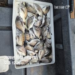 10.19 [동해,삼척] 묵호항 메다대구