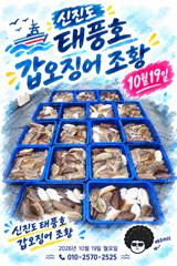 10/19 태풍호 갑오징어 조황