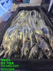 [완도 거정호 ]전원 만쿨하고 여유 쿨러 있으신분 2쿨러 채우고 입항합니다~~. 2026년 10월 19일 먼바다 갈치낚시 다녀왔습니다.