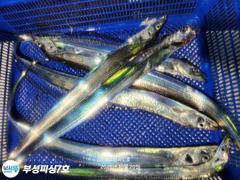 [부성피싱]왕칼치 비는 전혀문제가 되지않습니다 씨알베리굿 전원쿨러가득 오늘긴급자리여유