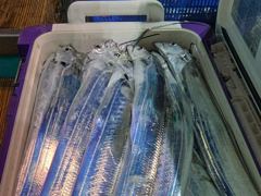 [거제블루]먼바다 갈치텐빈 초저녁부터 굵은대갈치 담그면올라오고 만쿨만쿨조황 오늘자리여유~~