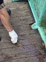 (오늘밤모집중)돌문어실시간 대중소쿵쾅!!
