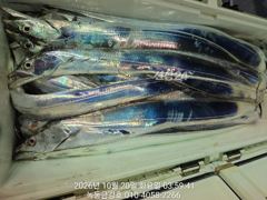 녹동금강호16석 씨알대박좋읍니다 쿨러가득채우신분까지 010-4058-2266