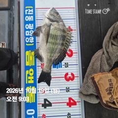 [마산] 돔앤돔호 월욜 1분조황입니다.35.33.(32수)