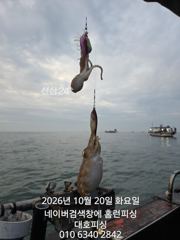 군산 대호피싱 20일 9분 모시고 쭈꾸미 나왔습니다