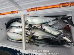 [경주] 20/화, 오전 입항조황ㅡ여전한 대삼치들, 고시삼치들! (출항 …