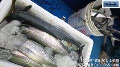 매일같이 삼치가 쏟아집니다.