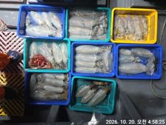 (무늬오징어)1.2K 빅원 무시 고구마로 이만큼~고잉메리호(22일예약)