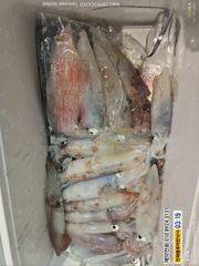 준내만갈치 )텐빈~오늘 입항조황및 한치(금요일/일요일 예약가능합니다) 사진