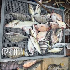 [고성] 병산 감성돔 돌돔 참돔 선상배흘림조황~~