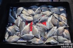 가을 감성돔 22일(목)부터 출동합니다!!!