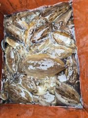 오천용왕낚시 오천서해호 쭈꾸미 갑오징어 조황입니다