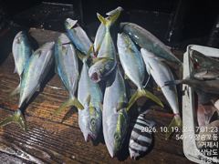 [거제] 피싱톡호!! 먼바다 조황! 참돔.긴꼬리벵에돔.돌돔 외...판때기