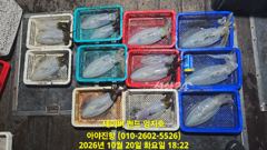 2026 10 20 (오후반) 무늬오징어