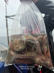 우중문어낚시 고성탈레스호 조황