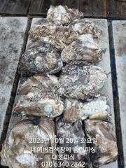 군산 대호피싱 10월20일 9분의 쭈갑 마무리 소식 전합니다