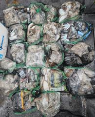 힐링호 주꾸미 조황입니다!