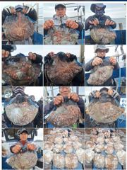 군산어락행호 문어 조황 10.20