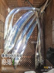 통영나이스피싱!!!초대박 굵은왕갈치 쿨러가득. 금.토요일ㅡ자리여유