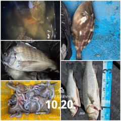 3시간전 [남해] 10월 20일 남해 갈화 강바다호 문어 선상조황