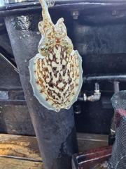 20261020-1물 쭈갑조황