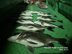 [통영] 10월20일 갈치만쿨!!!도장 쾅 쾅!!!기상만 허락하면 달립니다~언제든 연락주세요^