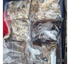26년10월20일 대천항 봉선장 아이언호 쭈구미갑오징어조황