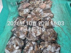 20일, 군산 갑오징어~싸이즈 굿~연이은 대박 굿조황~내일도 갑니다~군산낚시프라자 나드리호