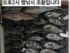 [부산] 진진-돌~돔 쏟아붓습니다! 대물 참~돔 83cm! 부시리 퍽퍽퍽…