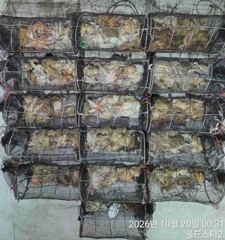 (오늘야간문어예약중) 15분조황입니다~여기저기마릿수쭉쭉 망탱이가득