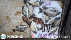 통영현대레저)감성돔흘림 마릿수외뺀찌 붉바리조황