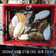 갑오징어만 잡기!