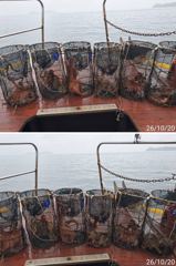 39분전 [고성] 어초 감시 흘림 35전후 마리수 자리여유