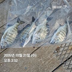 [거제] 거제 ( 어구 일성호 ) 감성돔 손맛 ! 전마선 조…