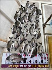 [마산] (행운호)35외 감성돔 마릿수 조황(27수)