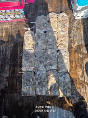 10월21일 수요일 쭈꾸미 조황!!!