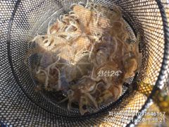 목요일 가을 돌문어 달립니다! 걸면 황소급!