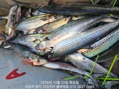[경주] 22/목, 아침 현장ㅡ대삼치, 고시, 방어 여전히 지천입니다!