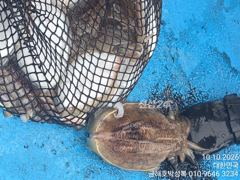 [고흥,녹동] 야간문어는 오늘로써종료 내일 부터는 돼지뚱 왕갑오징어 사냥