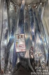 [진해] 내만 갈치~ 3.5지까지~ 씨알최고~ 손맛최고~ 초보가능~ 오늘…