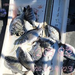 [고성] 22일 감성돔 흘림 조황입니다.