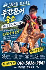 [고흥,녹동] 녹동돌문어 싸이즈가 좋네요 ~