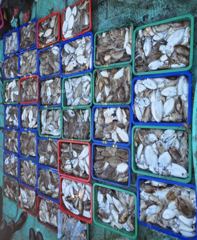 20월22일 안흥청용호 100갑 조황입니다